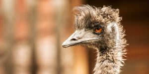 Fairmont Funtasia - Animals - An Emu in the Columbia Valley